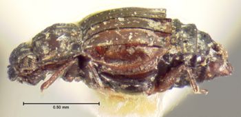 Media type: image;   Entomology 7375 Aspect: habitus lateral view